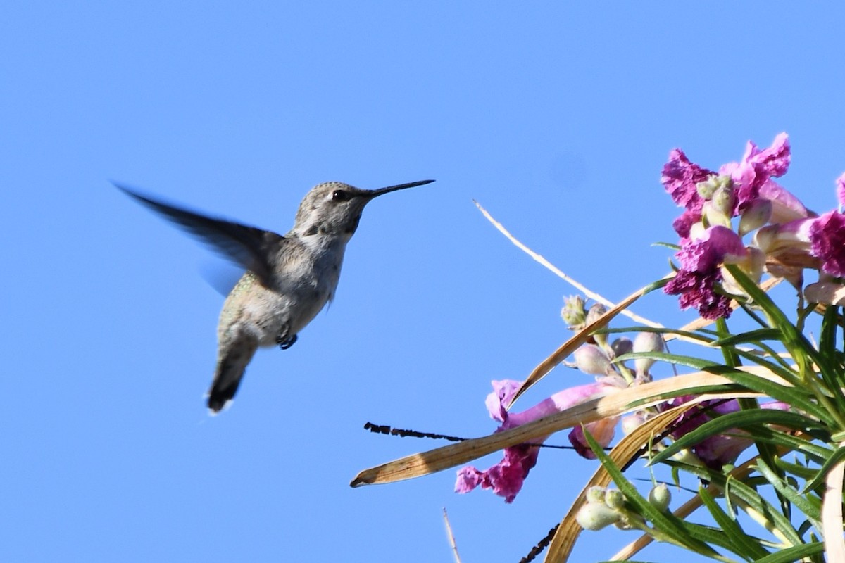 Anna's Hummingbird - Andrew Hovey