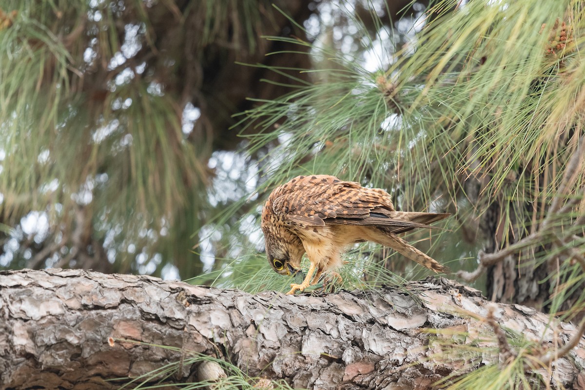 Eurasian Kestrel - ML619167651