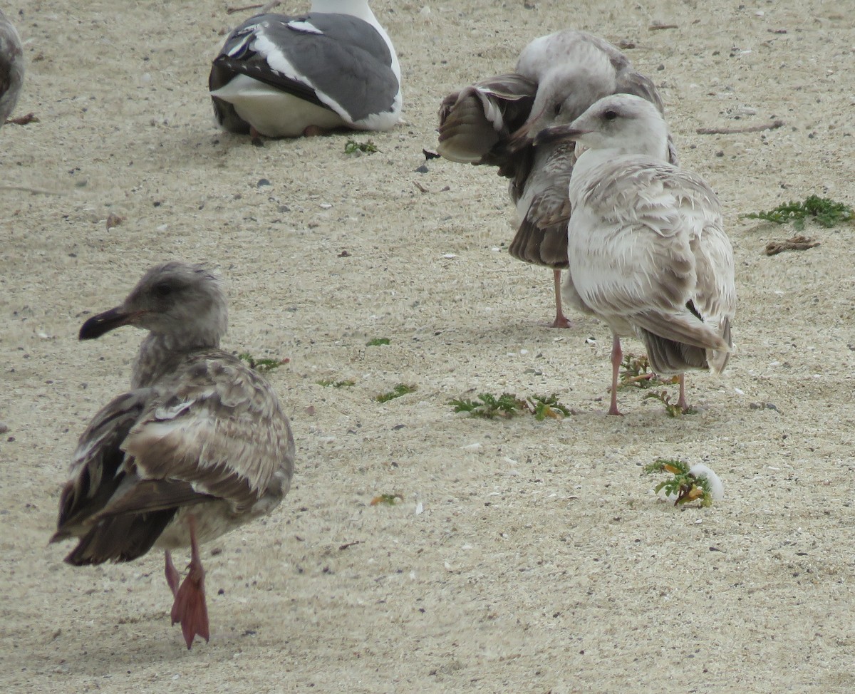 Gaviota Groenlandesa (thayeri) - ML619167672