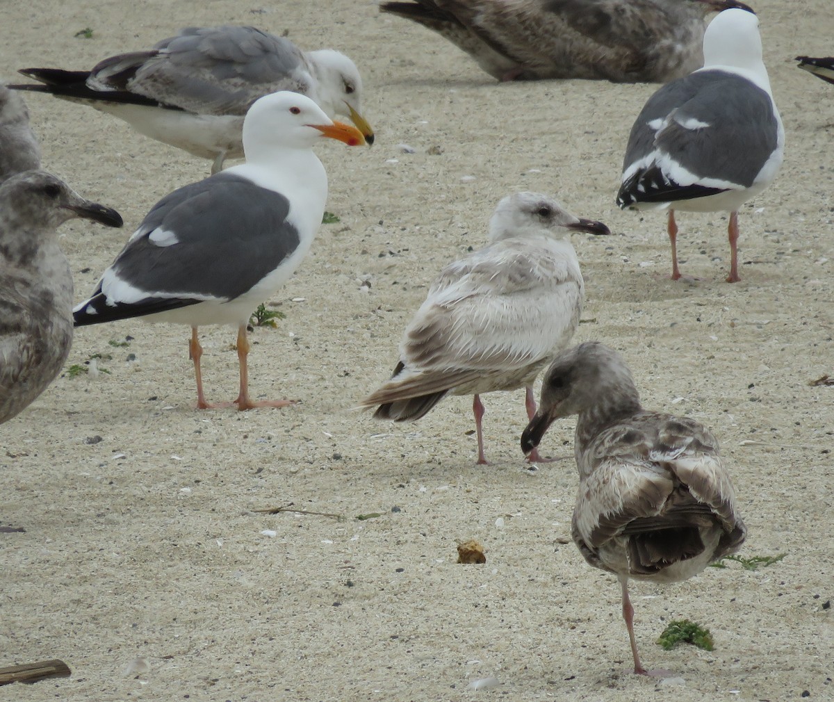 Gaviota Groenlandesa (thayeri) - ML619167673