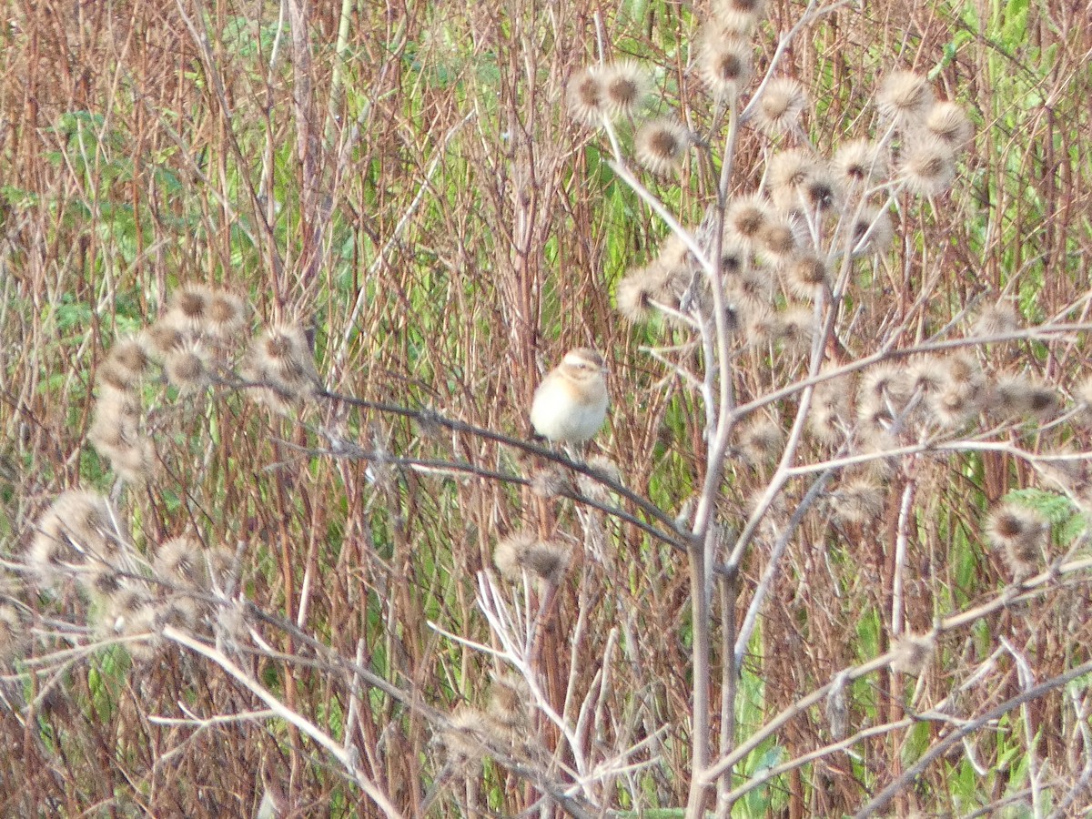 Whinchat - Chris Gibbs