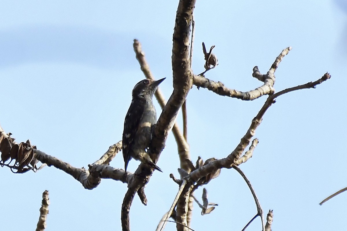 Brown-capped Pygmy Woodpecker - Sathish Ramamoorthy