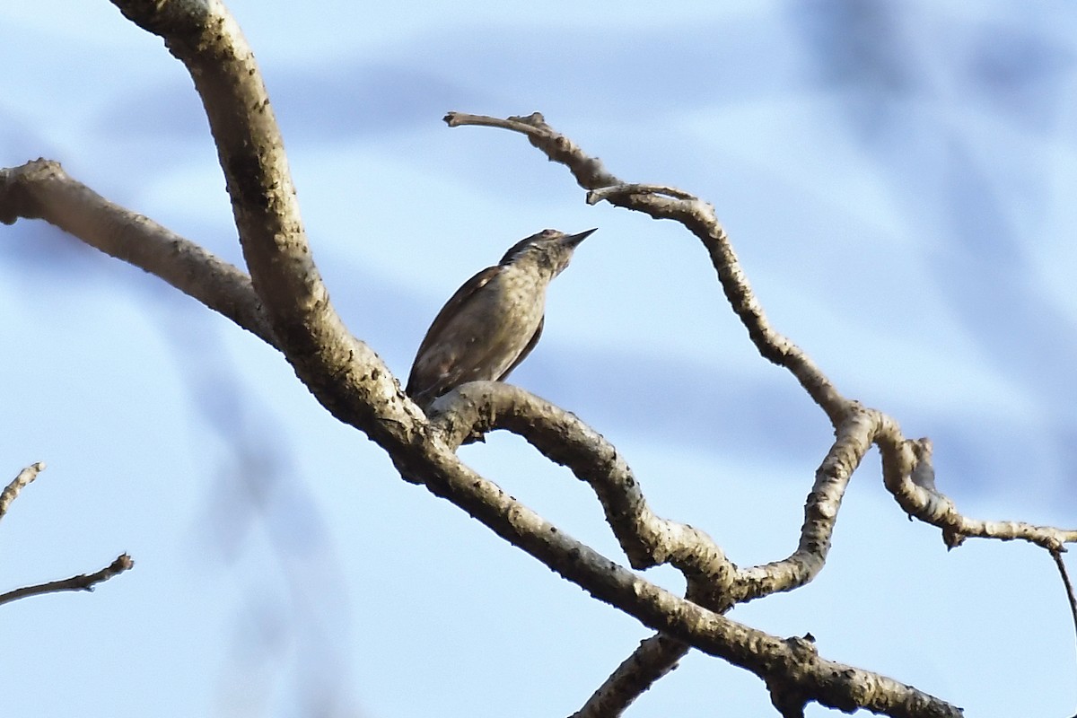 Brown-capped Pygmy Woodpecker - Sathish Ramamoorthy