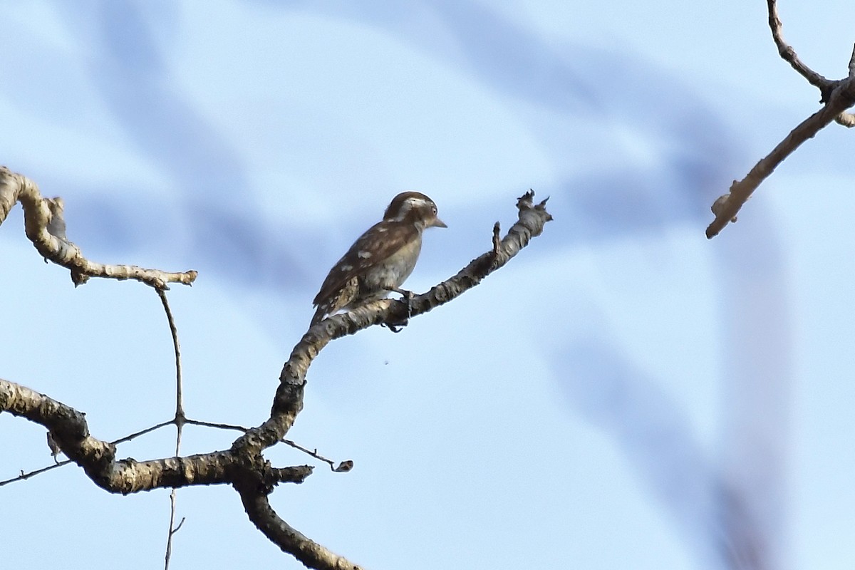 Brown-capped Pygmy Woodpecker - Sathish Ramamoorthy