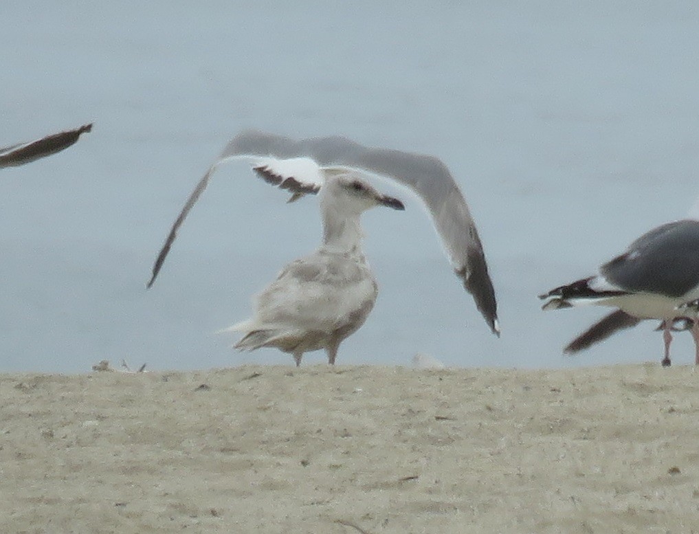 Gaviota de Bering - ML619167688