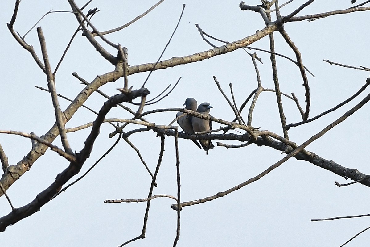 Ashy Woodswallow - ML619167689