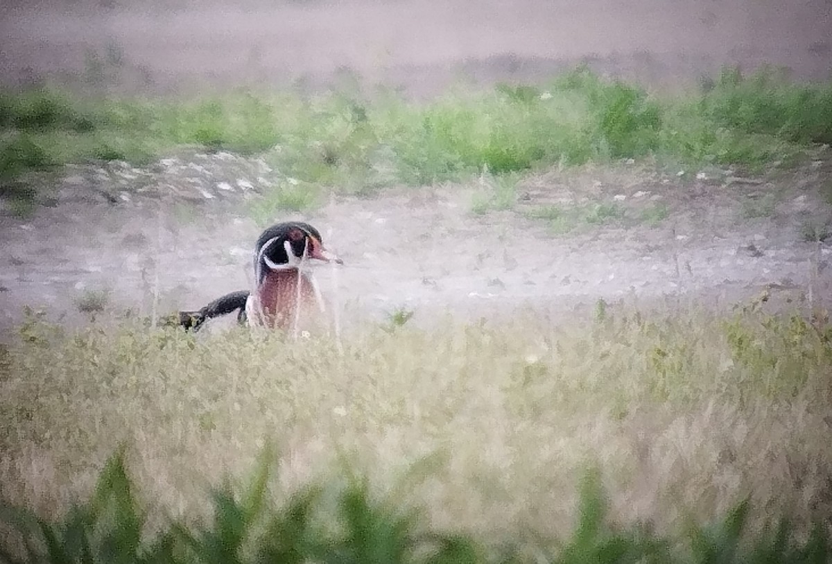 Wood Duck - ML619167697