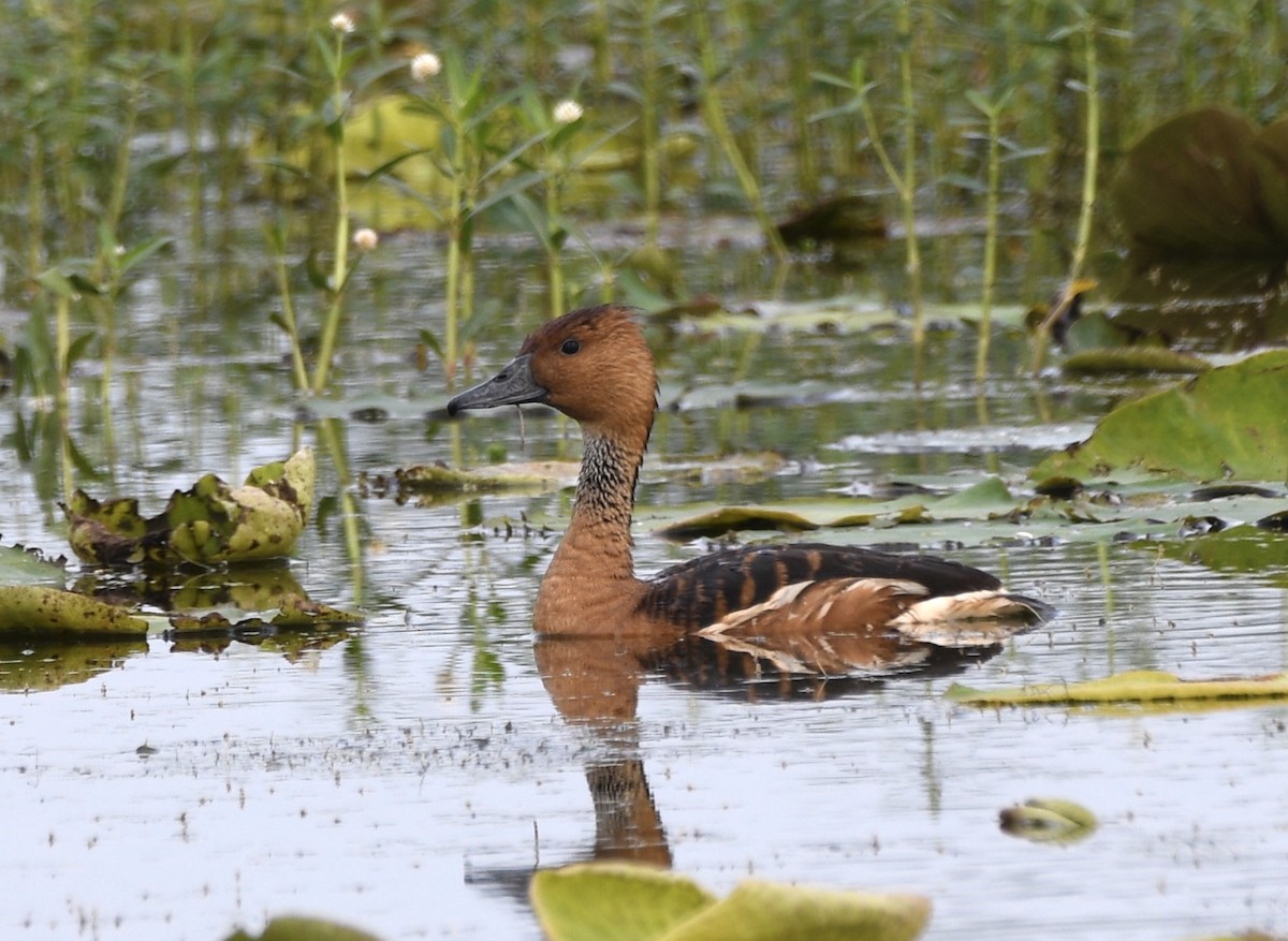 Fulvous Whistling-Duck - Cyndy Hardaker