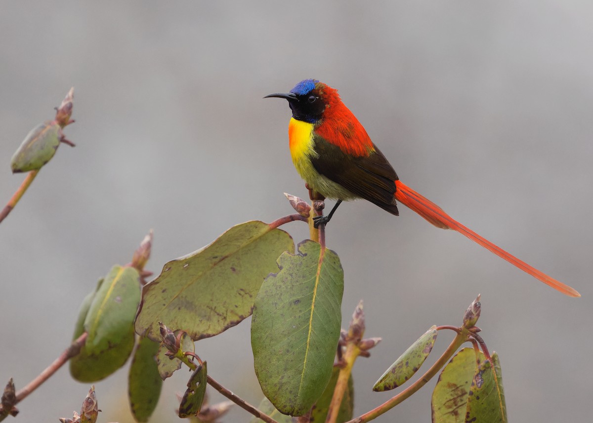 Fire-tailed Sunbird - Ayuwat Jearwattanakanok