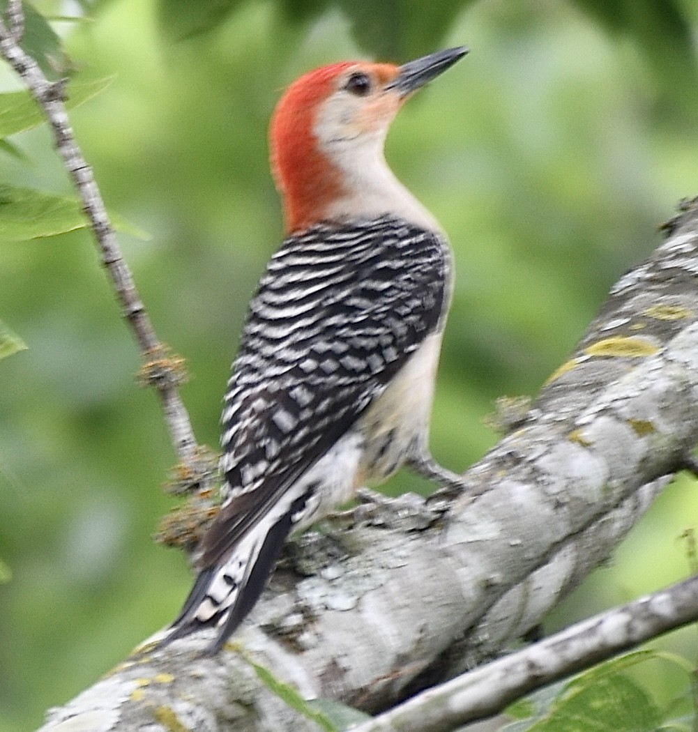 Red-bellied Woodpecker - Cyndy Hardaker