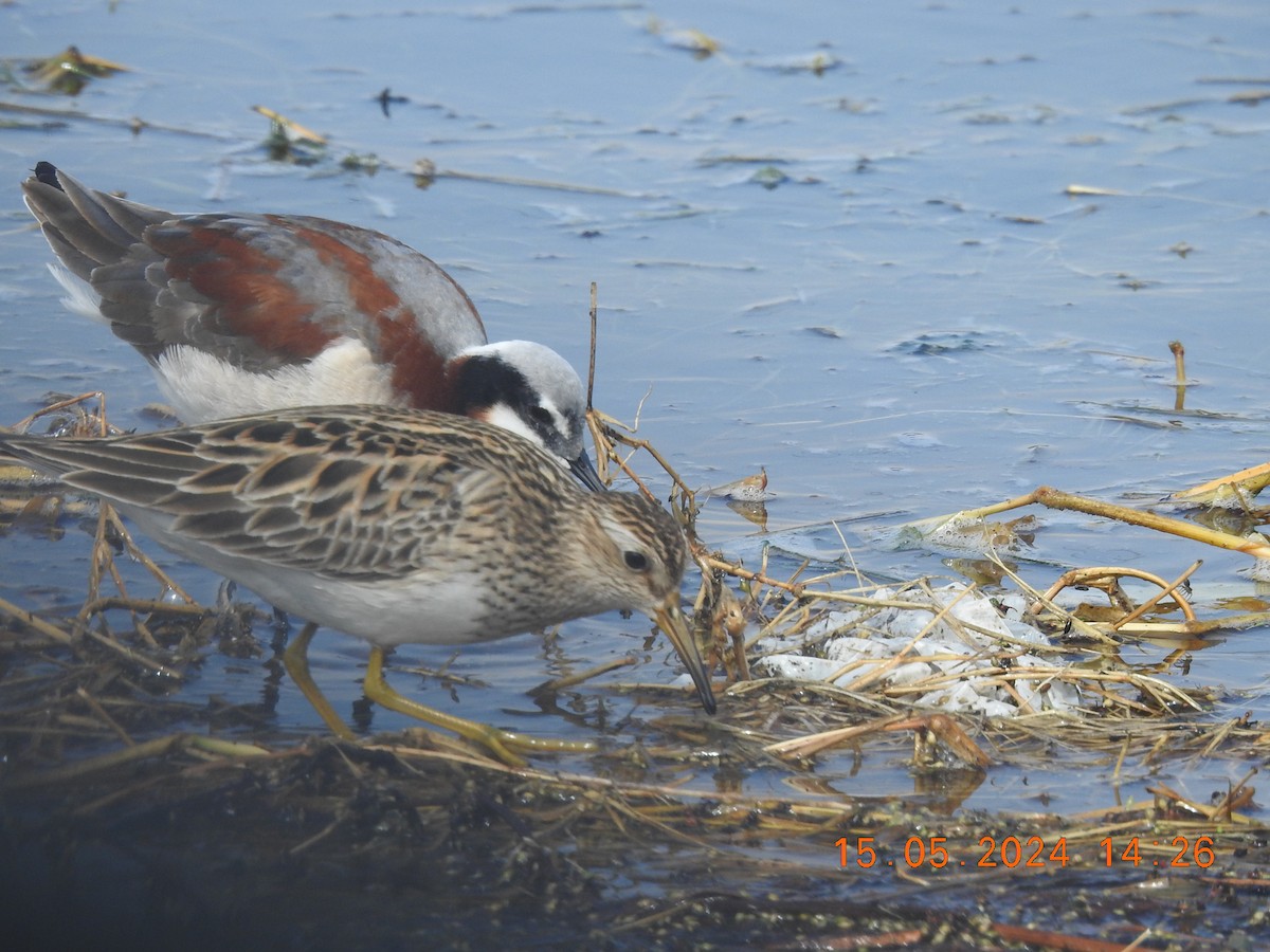 Pectoral Sandpiper - ML619167758