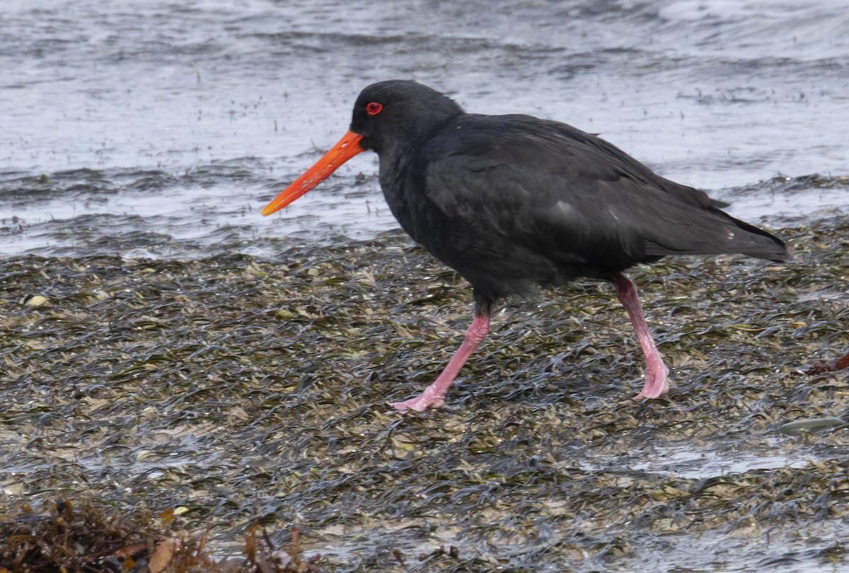 Variable Oystercatcher - Philip Griffin