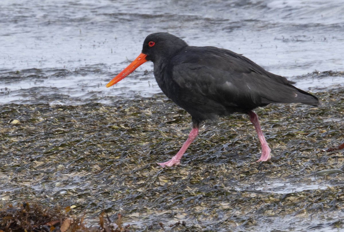 Variable Oystercatcher - ML619167770