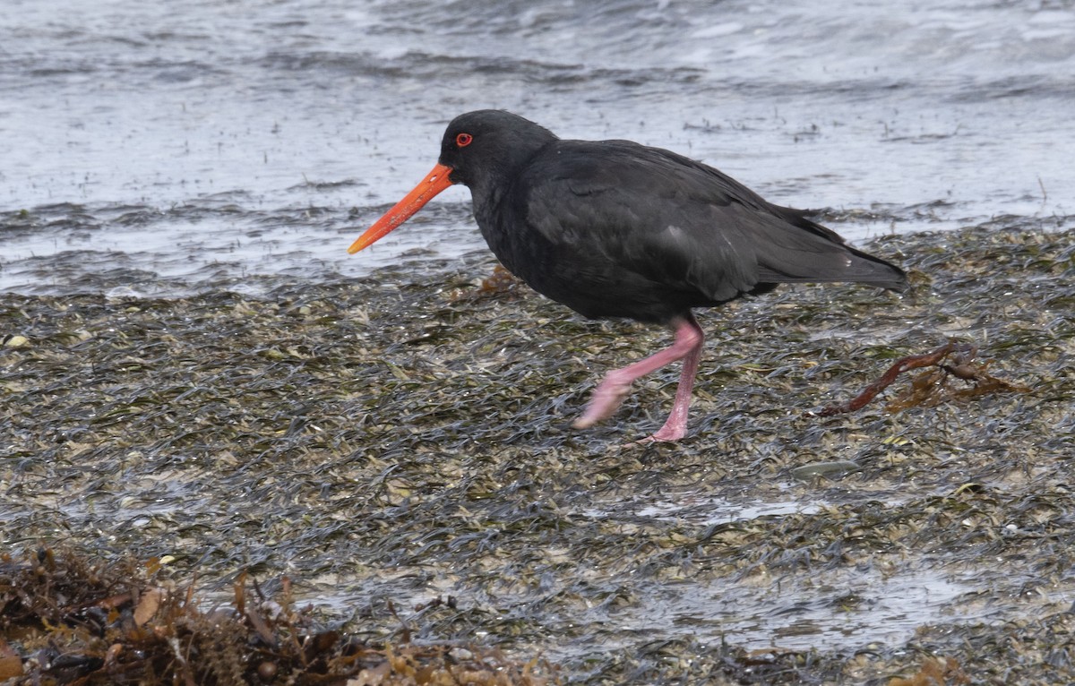 Variable Oystercatcher - Philip Griffin