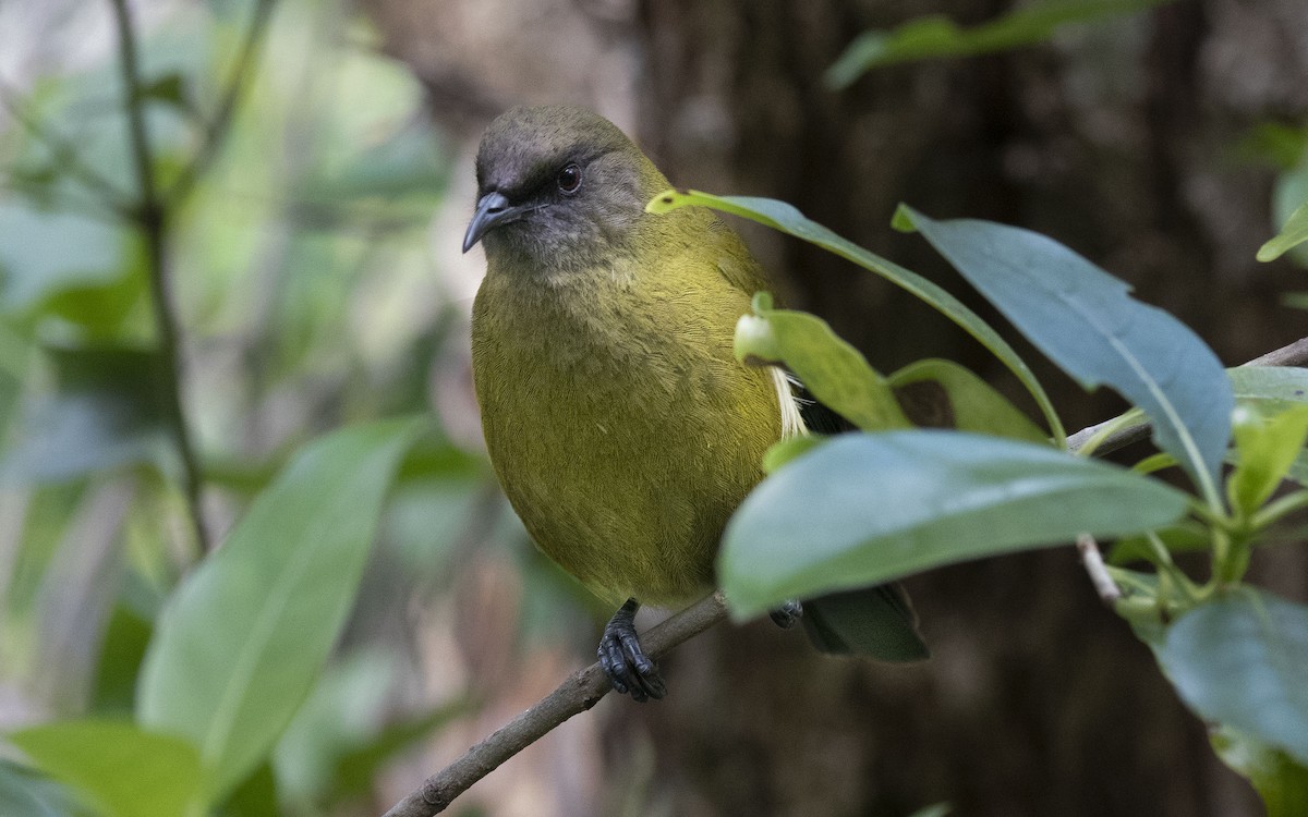 New Zealand Bellbird - Philip Griffin