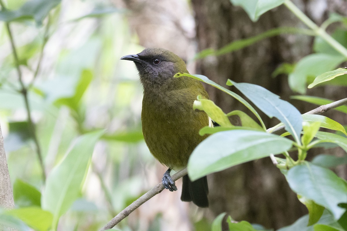 New Zealand Bellbird - Philip Griffin