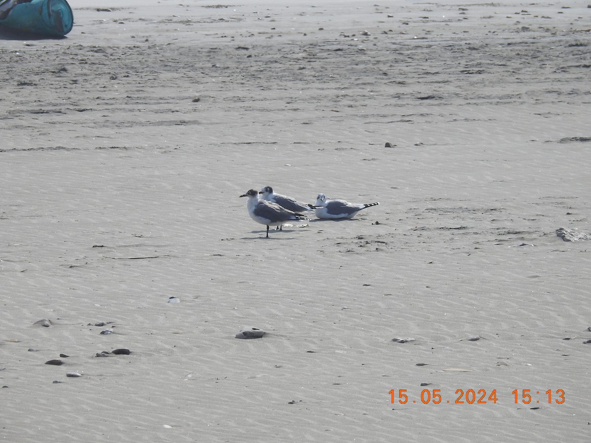 Franklin's Gull - Ernesto Málaga Arenas - GAP