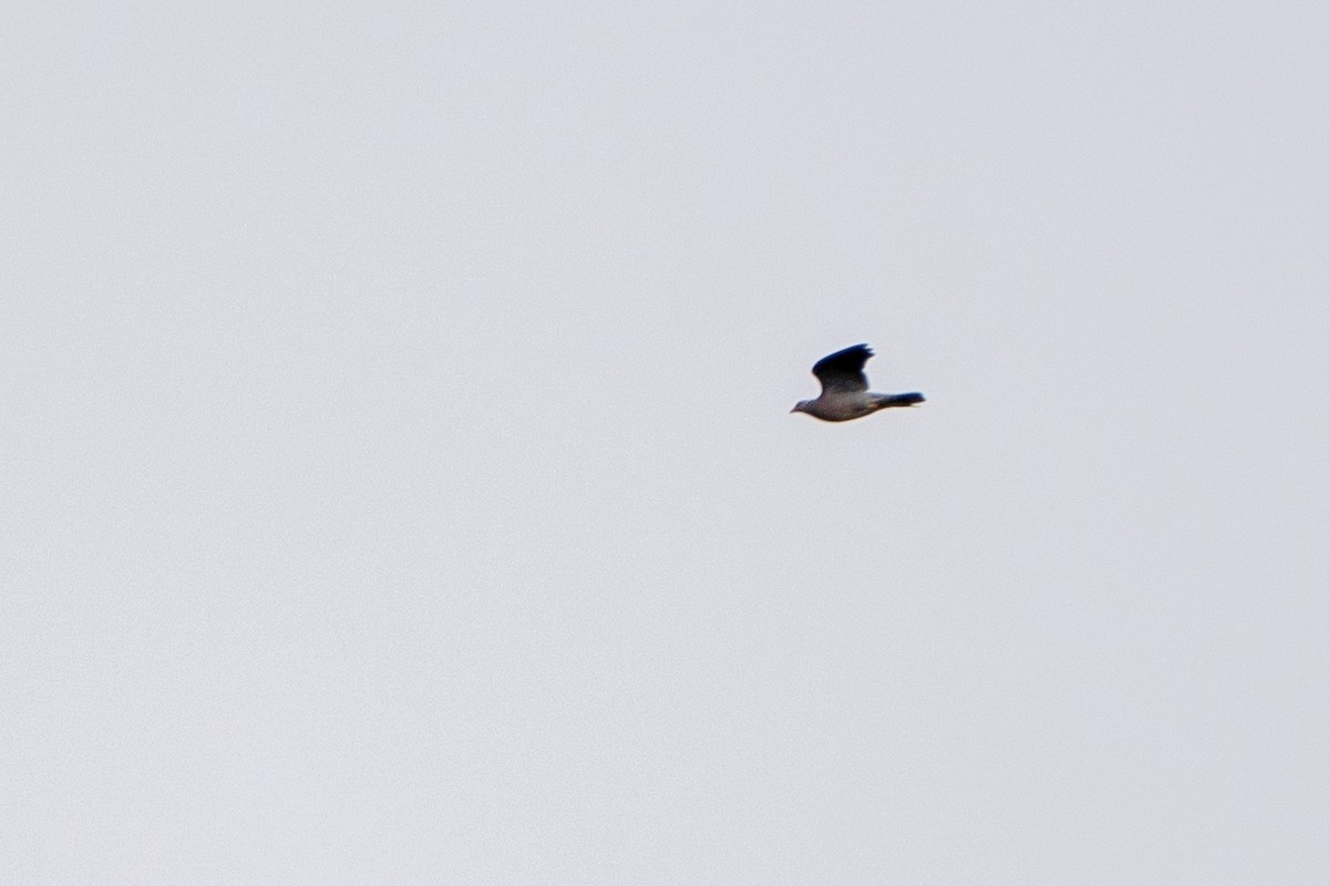 Полосатохвостый голубь - ML619167798