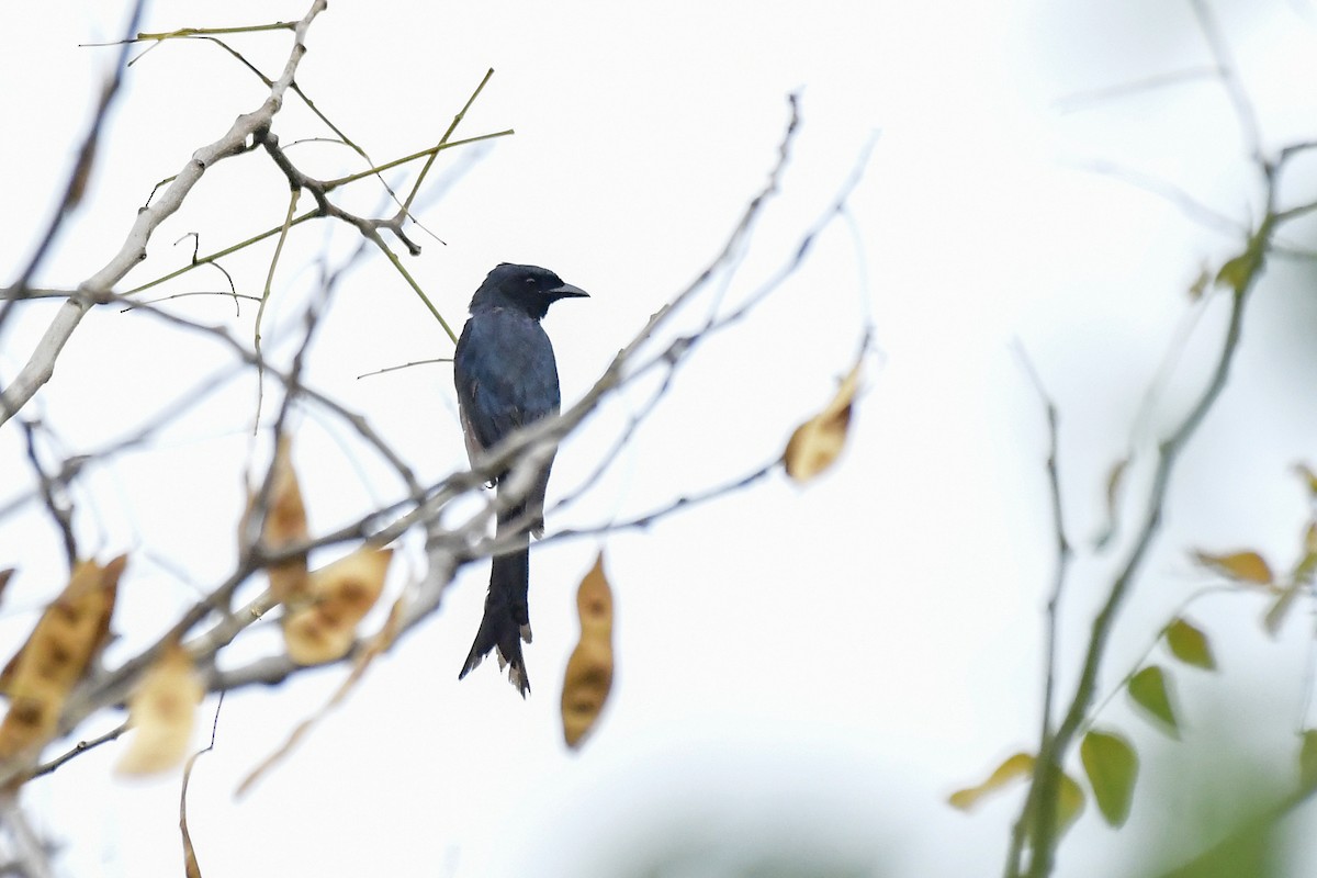 Drongo à ventre blanc - ML619167800