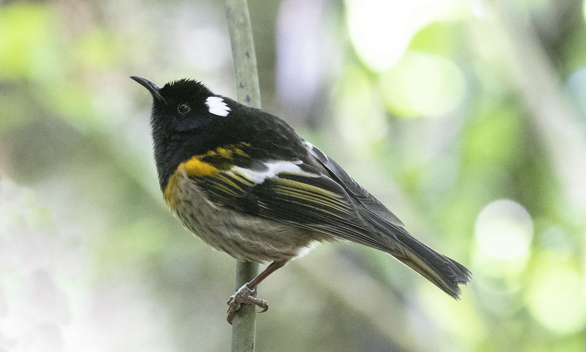 Hihi de Nouvelle-Zélande - ML619167810