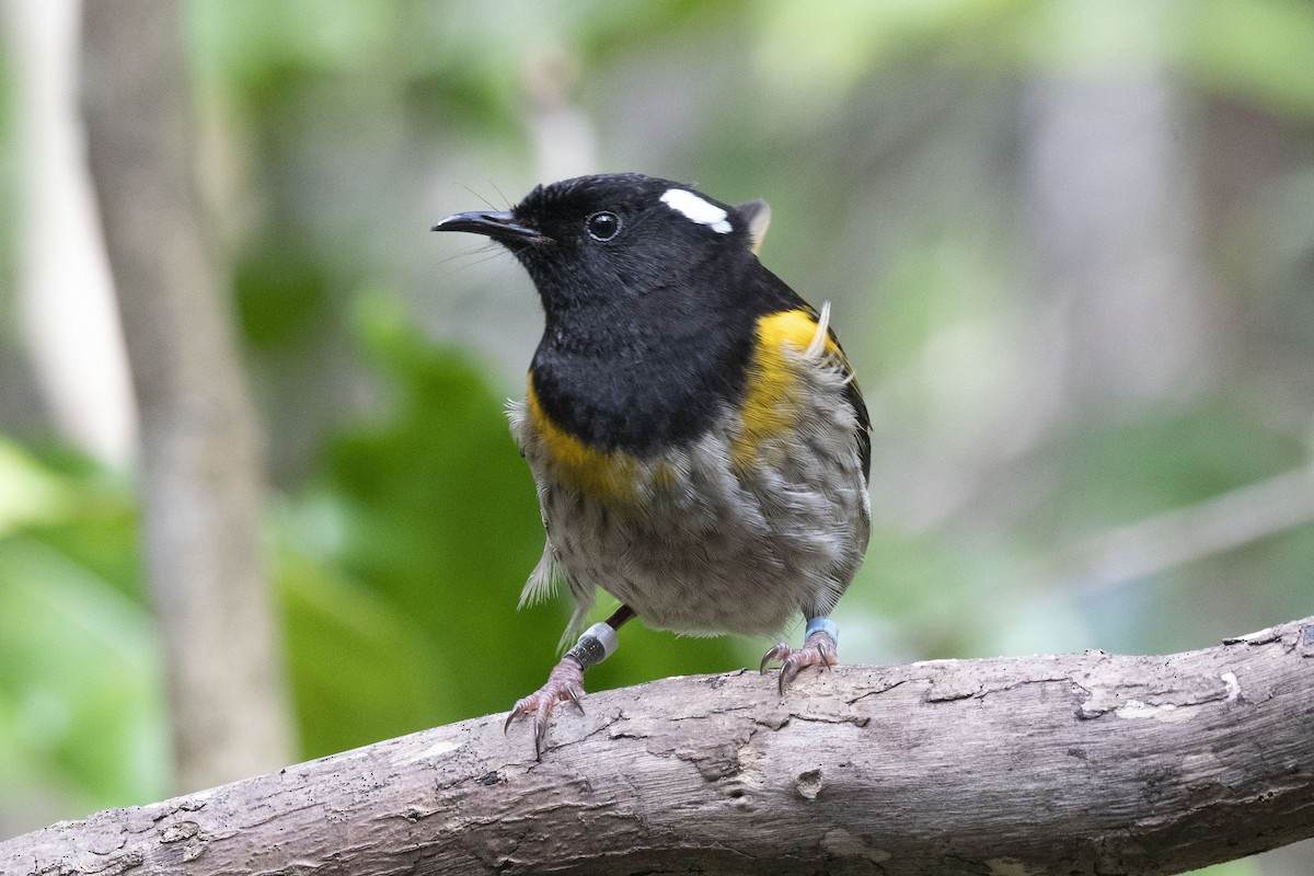 Hihi de Nouvelle-Zélande - ML619167812