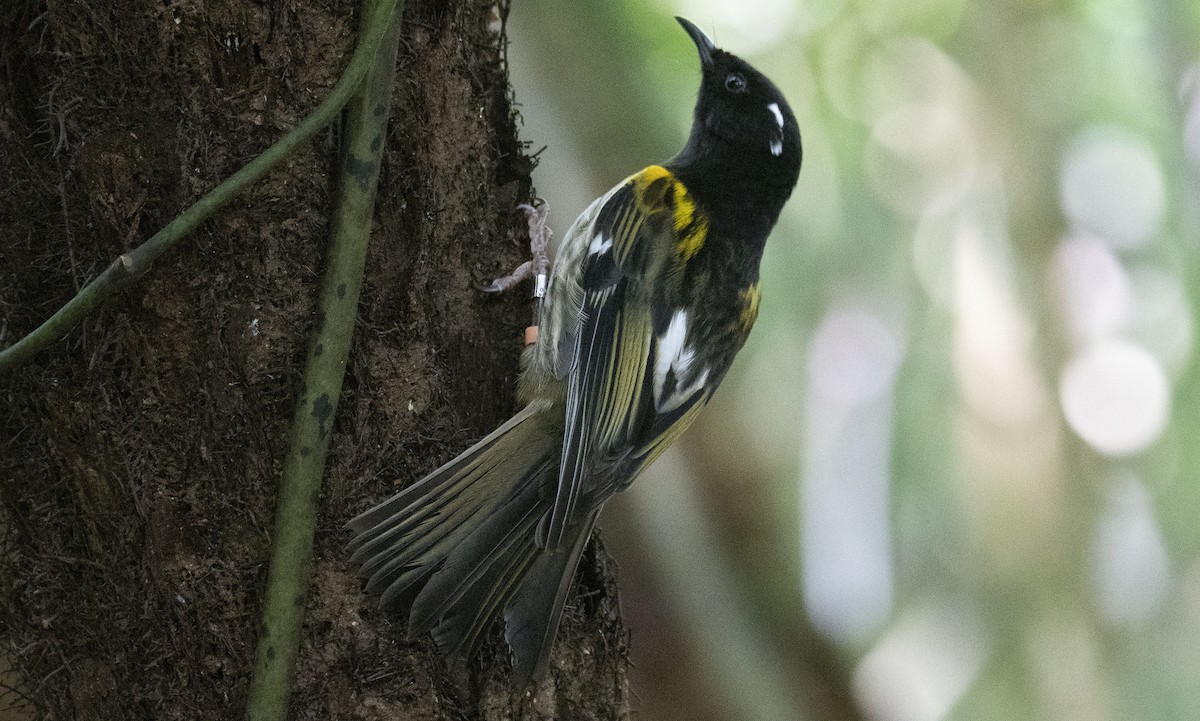 Hihi de Nouvelle-Zélande - ML619167820