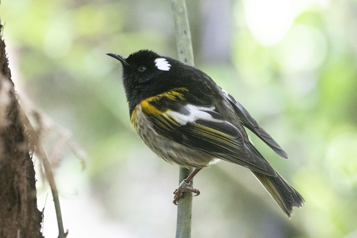 Hihi de Nouvelle-Zélande - ML619167821