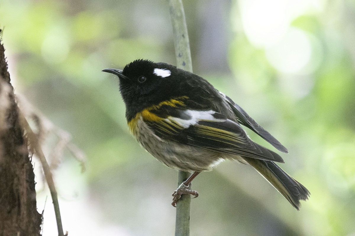 Hihi de Nouvelle-Zélande - ML619167822