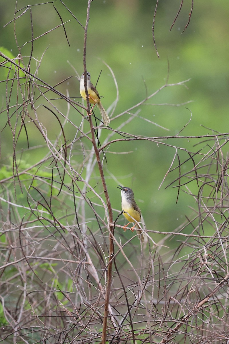 Yellow-bellied Prinia - Andrey Plaksin