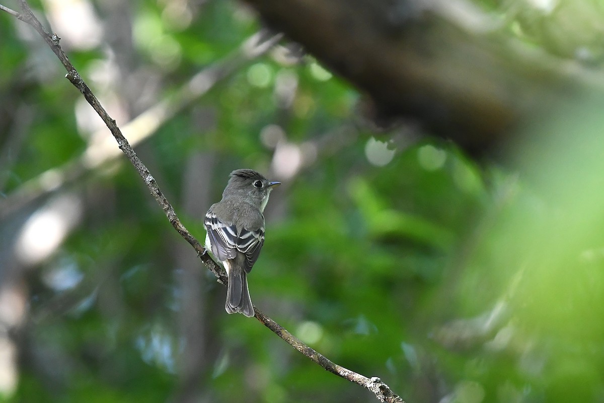 Least Flycatcher - Joye Zhou