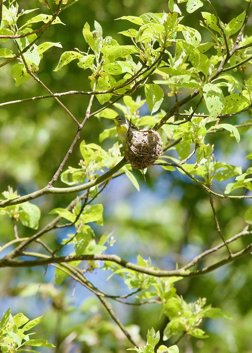 Northern Parula - Jon Cefus