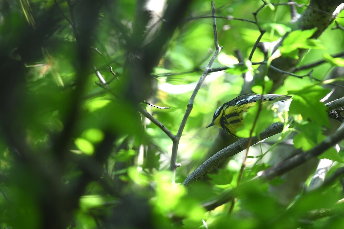 Magnolia Warbler - Joye Zhou