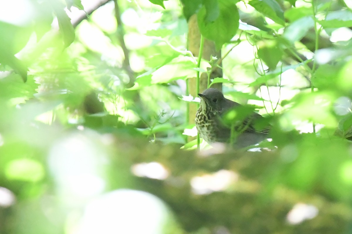 Gray-cheeked Thrush - Joye Zhou