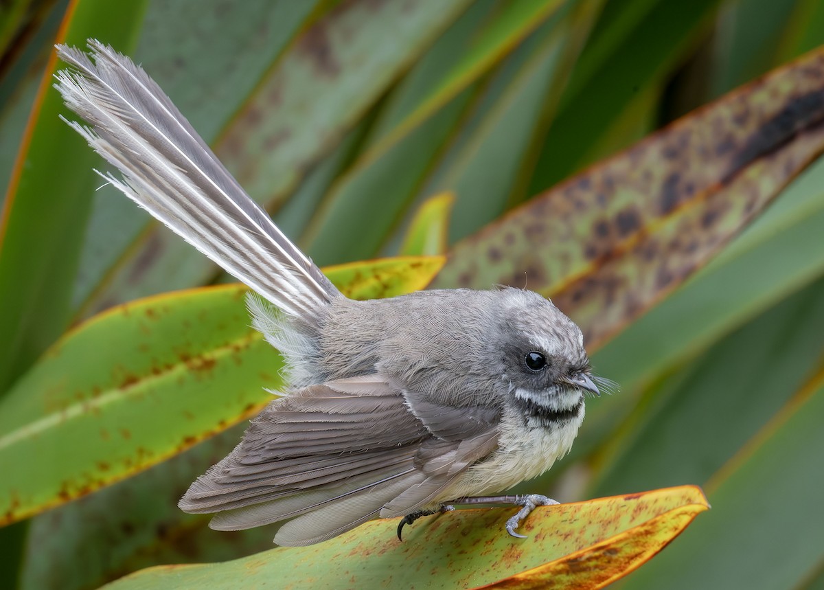 New Zealand Fantail - Philip Griffin