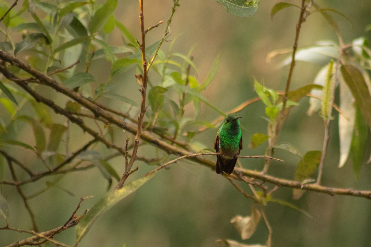Broad-billed Hummingbird - Hanji Eduardo Alegría Ovando