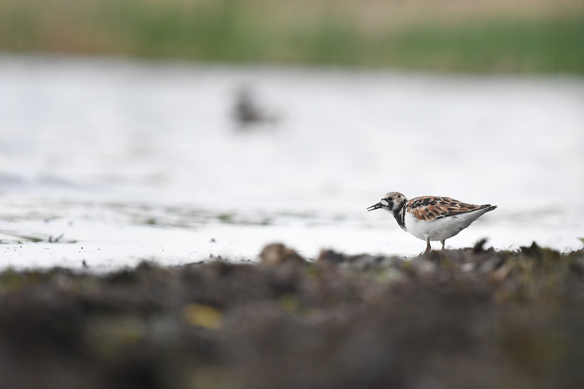 Ruddy Turnstone - Joye Zhou