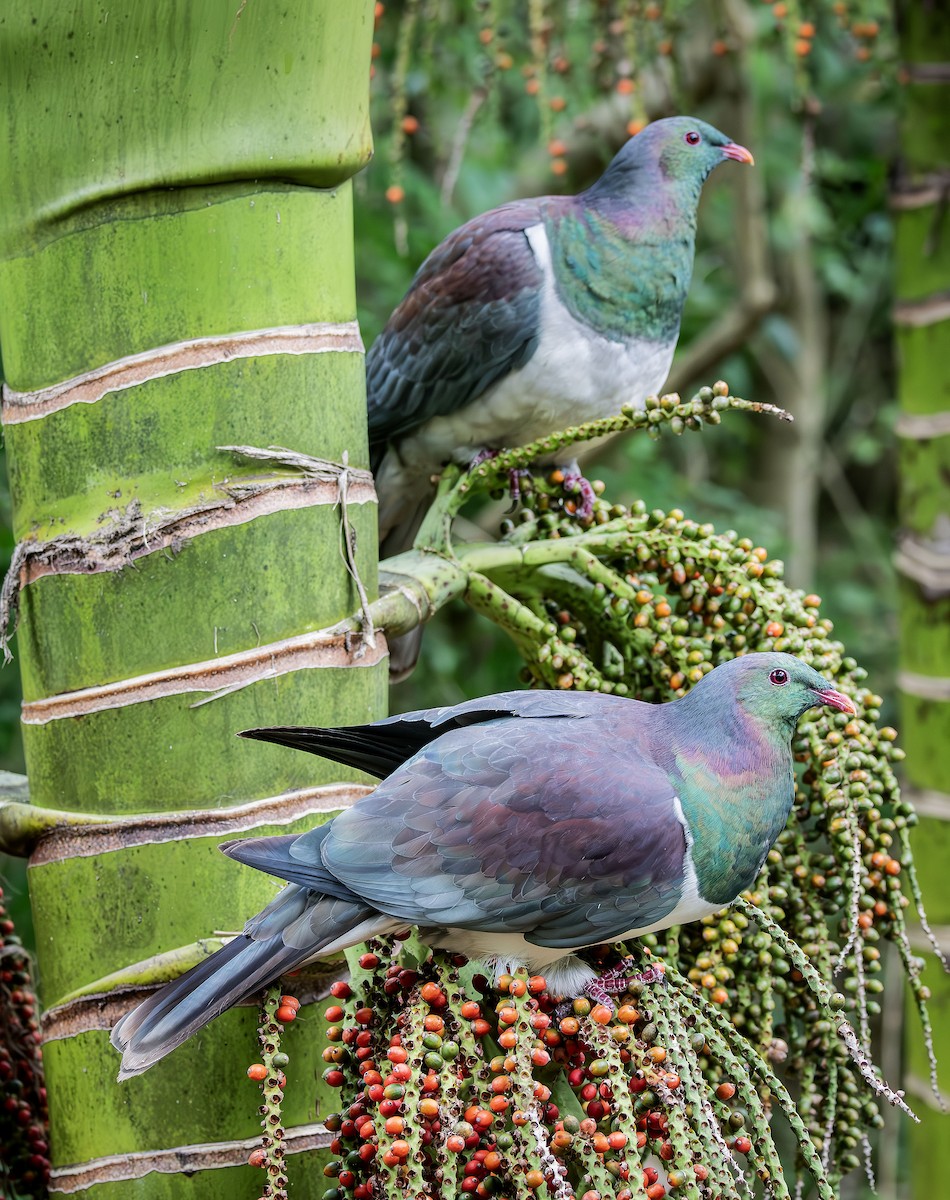 New Zealand Pigeon - Philip Griffin