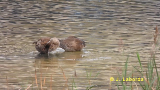 Red-crested Pochard - ML619167883