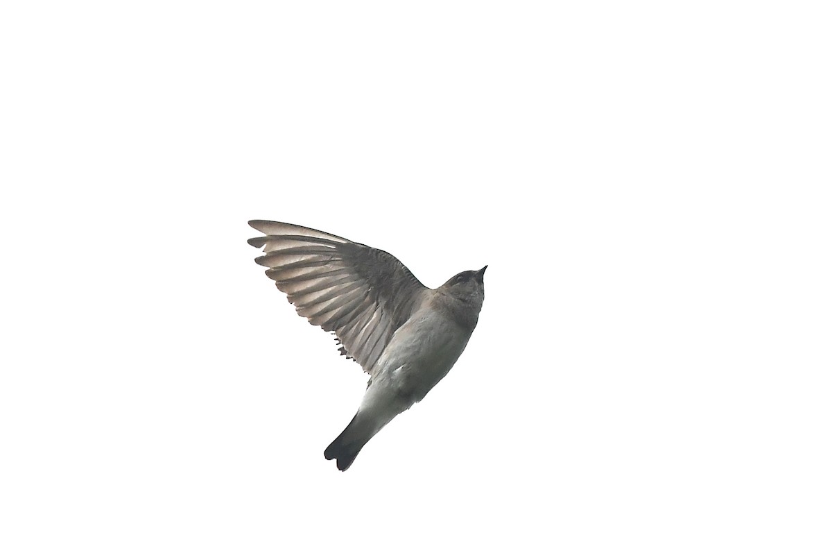 Northern Rough-winged Swallow - Joye Zhou