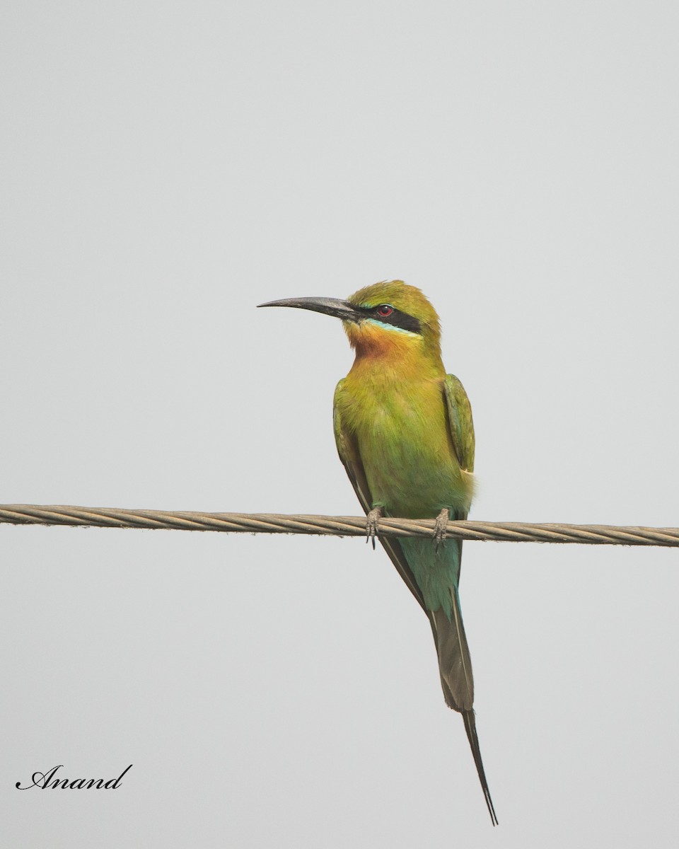 Asian Green Bee-eater - Anand Singh