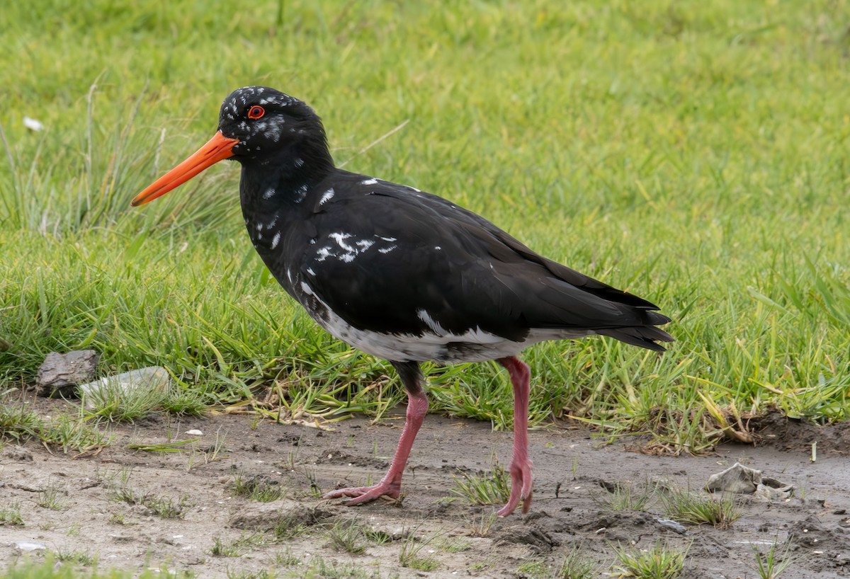 Variable Oystercatcher - Philip Griffin