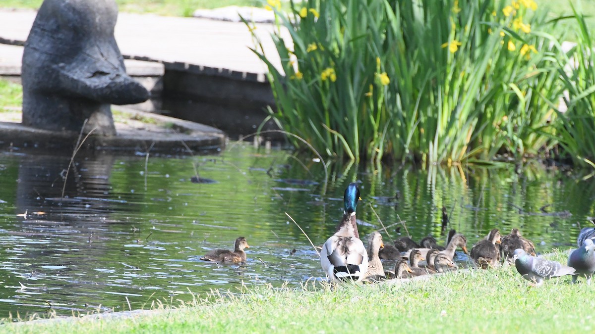 Mallard - Michael Louey