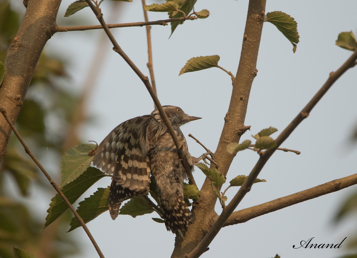 Brown-capped Pygmy Woodpecker - Anand Singh