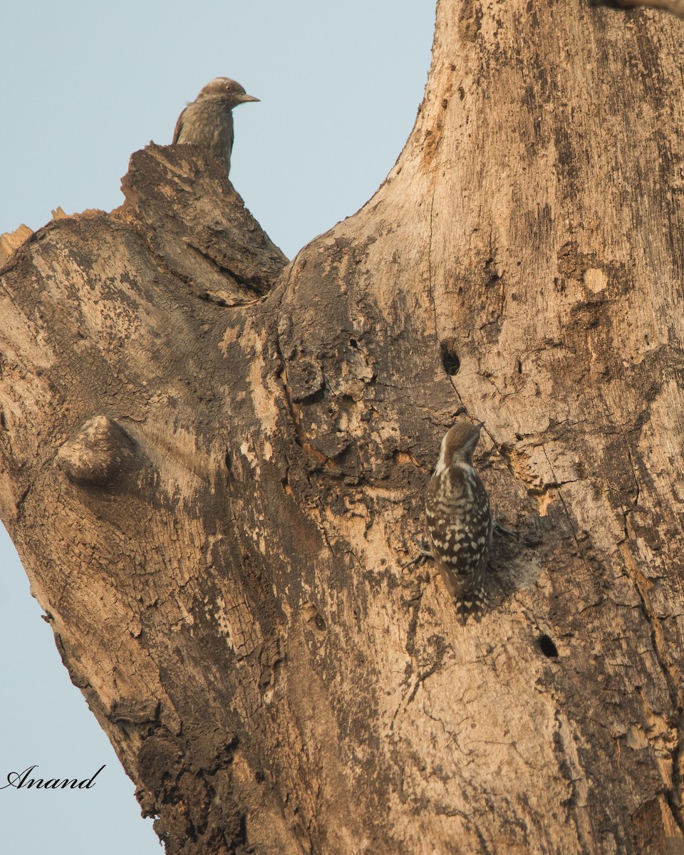 Brown-capped Pygmy Woodpecker - Anand Singh