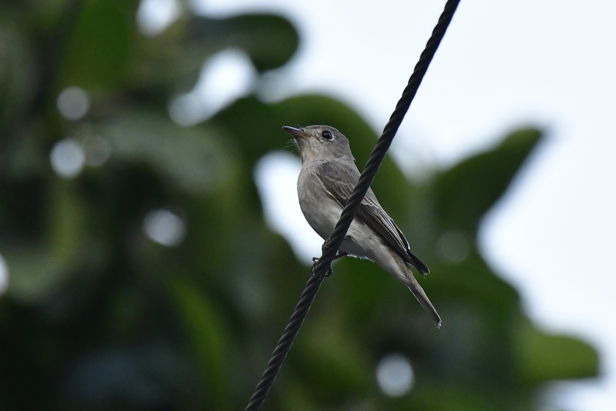 Asian Brown Flycatcher - ML619167913