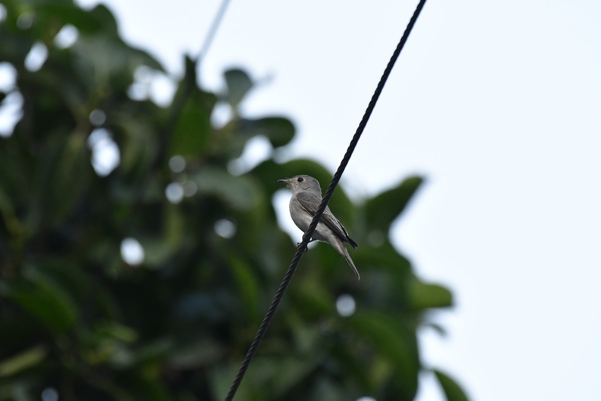 Asian Brown Flycatcher - Sathish Ramamoorthy