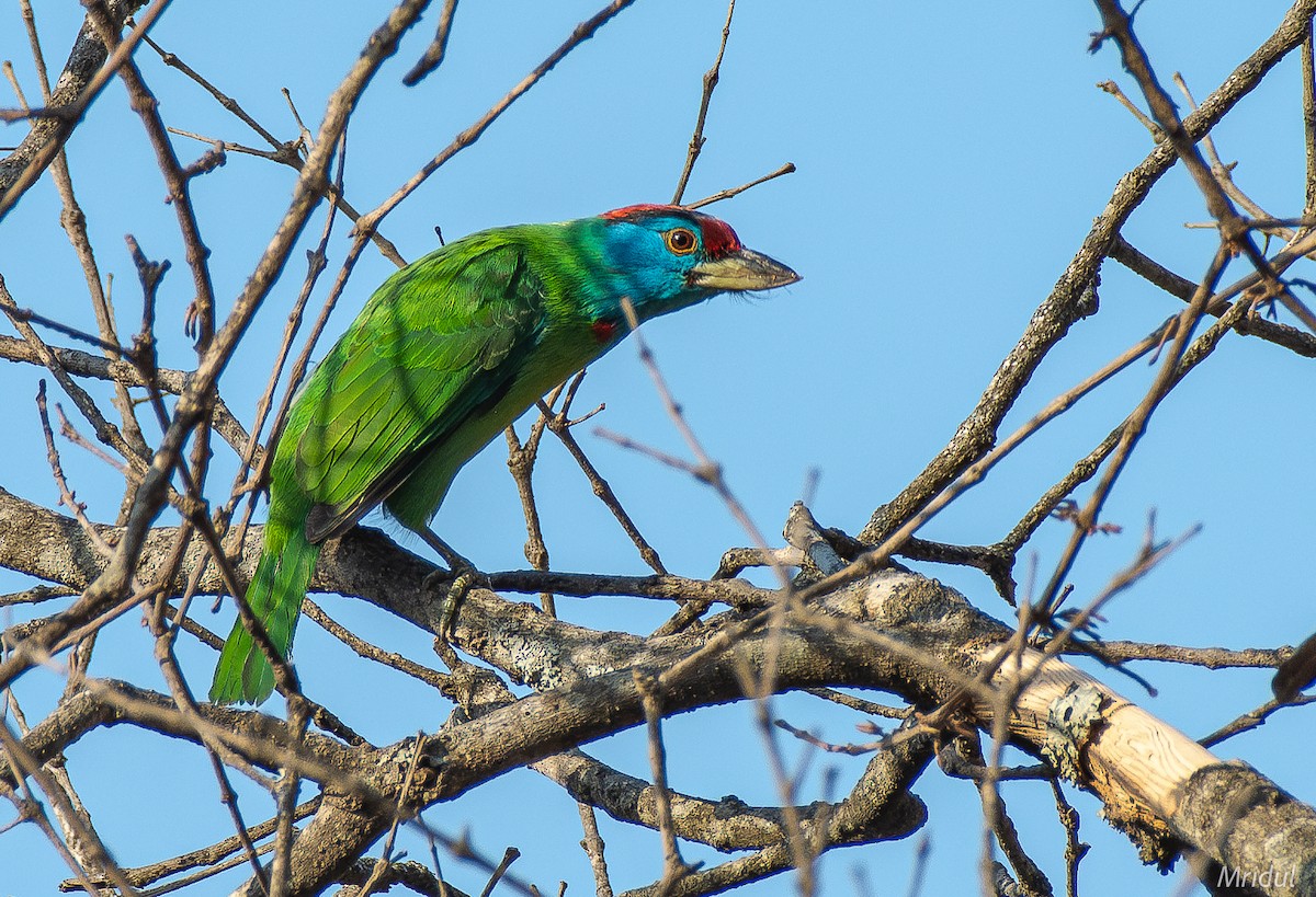 Blue-throated Barbet - Mridul Anand