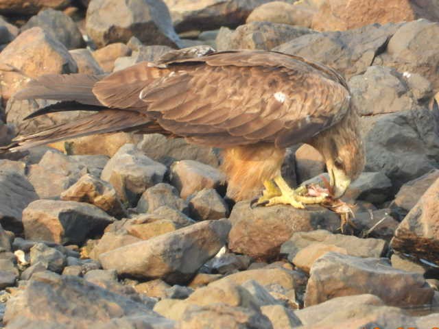 Black Kite - Prachee J