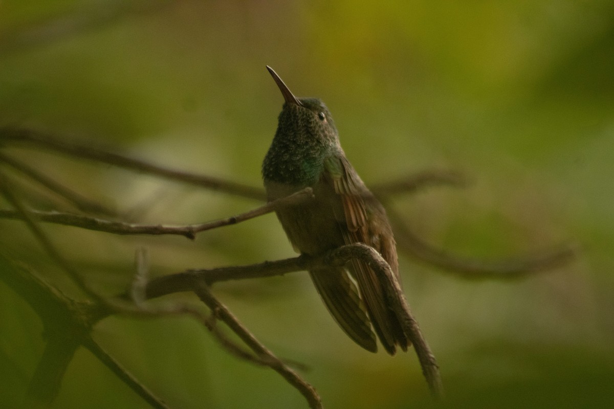 Berylline Hummingbird - Hanji Eduardo Alegría Ovando
