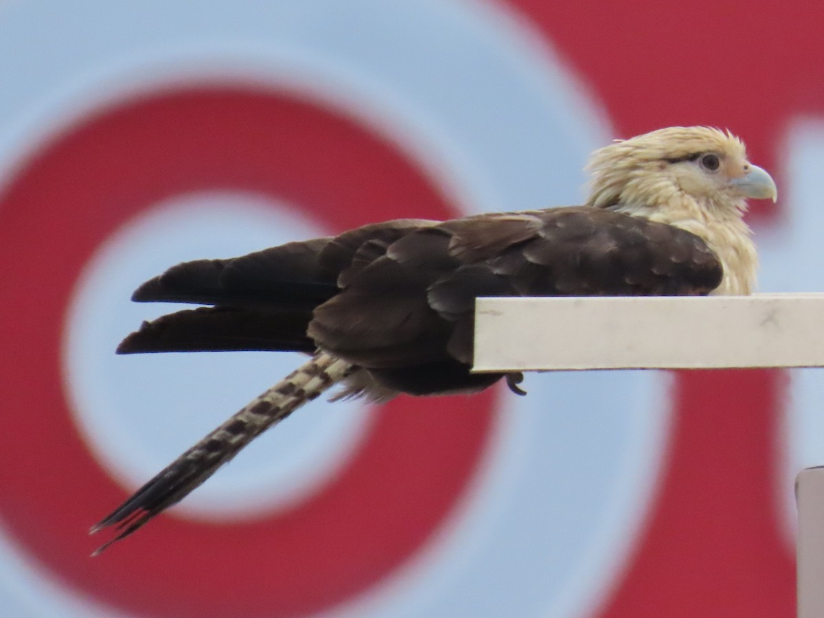 Yellow-headed Caracara - Sara Boscoe